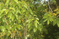 Croton mayanus