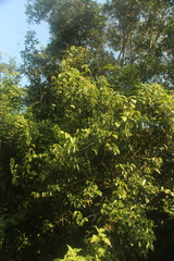 Croton mayanus