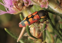 Castiarina pallidiventris