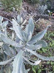 Eriodictyon traskiae