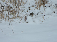Junco hyemalis montanus