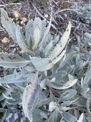 Eriodictyon traskiae