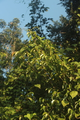 Croton mayanus