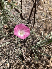 Convolvulus chilensis