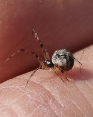 Parasteatoda tepidariorum