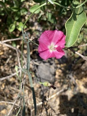 Convolvulus chilensis