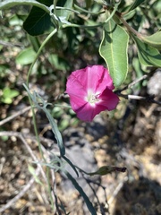 Convolvulus chilensis