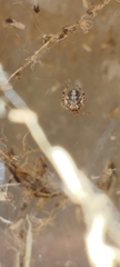 Parasteatoda tepidariorum