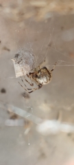 Parasteatoda tepidariorum