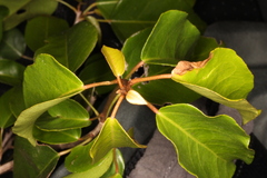 Croton mayanus