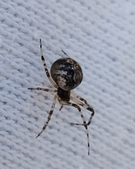 Parasteatoda tepidariorum