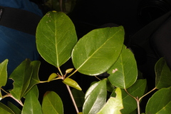 Croton mayanus