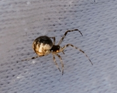 Parasteatoda tepidariorum