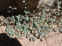 Euphorbia cinerascens