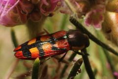Castiarina pallidiventris