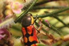 Castiarina pallidiventris