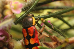 Castiarina pallidiventris
