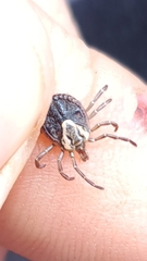 Amblyomma cajennense