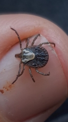 Amblyomma cajennense