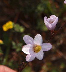 Ixia rapunculoides