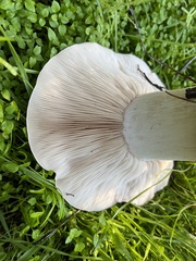 Clitocybe brunneocephala