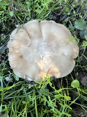 Clitocybe brunneocephala