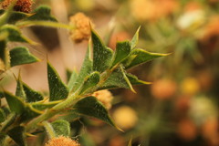 Acacia huegelii