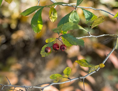 Crataegus punctata