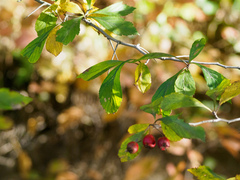 Crataegus punctata
