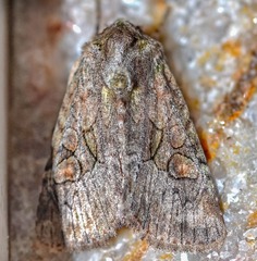 Lacinipolia parvula