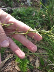 Cymbopogon refractus