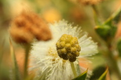 Acacia huegelii