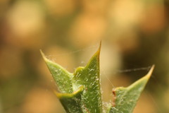Acacia huegelii
