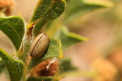 Acacia huegelii