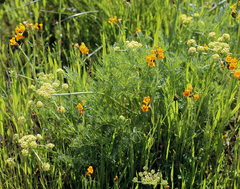 Lomatium caruifolium denticulatum