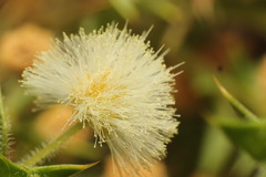 Acacia huegelii