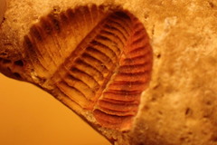 Trilobita