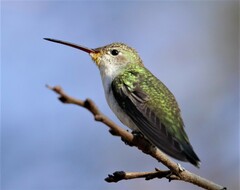 Elliotomyia chionogaster