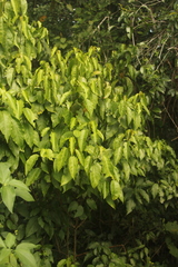 Croton glabellus