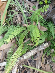Blechnum parrisiae