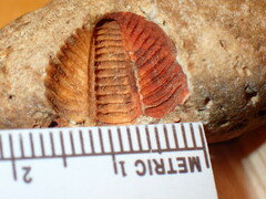 Trilobita