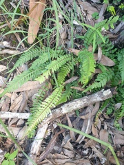Blechnum parrisiae