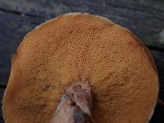 Suillus salmonicolor