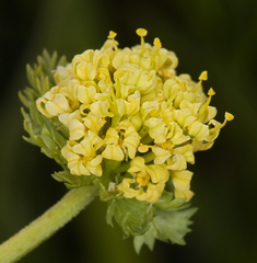 Lomatium caruifolium denticulatum