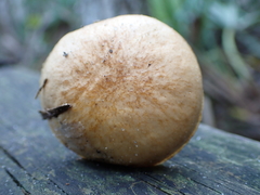 Suillus salmonicolor