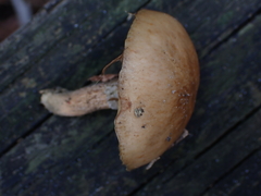 Suillus salmonicolor