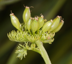 Lomatium caruifolium denticulatum