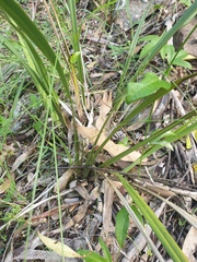 Dianella brevipedunculata