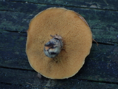 Suillus salmonicolor