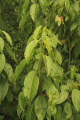 Croton glabellus